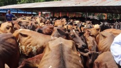 गौ संरक्षण केन्द्रमा स्थानिय जातका गाई संरक्षण गरिँदै